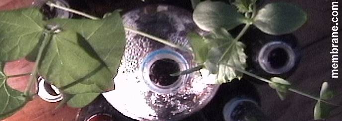 Create A
Bottle Garden